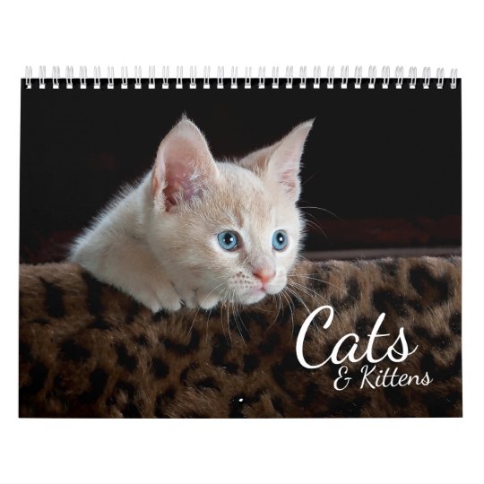 Cats and Kittens 2021 Pet Photo Calendar