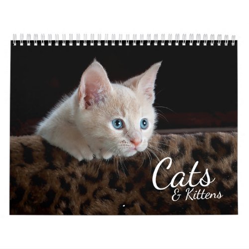 Cats and Kittens 2024 Pet Photo Calendar