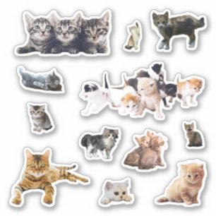 Cats and kittens photos set contour sticker