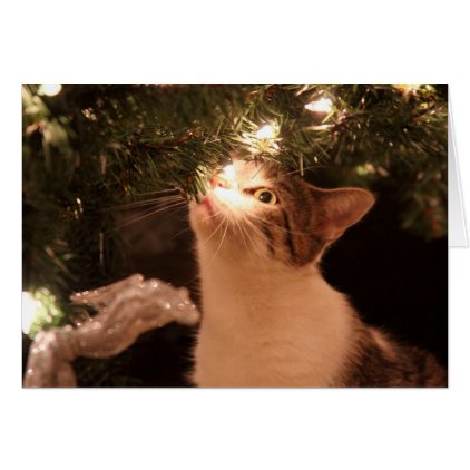 Cats and lights - Christmas cat -christmas tree Card