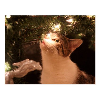 Cats and lights - Christmas cat -christmas tree Postcard