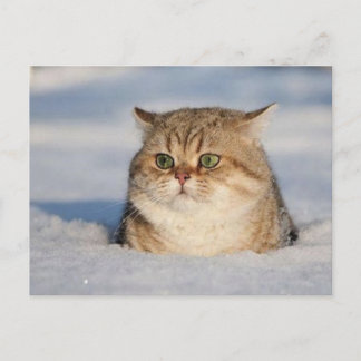 cats_and_snow7 postcard
