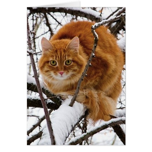 cats_and_snow_ (14) cards (Front)
