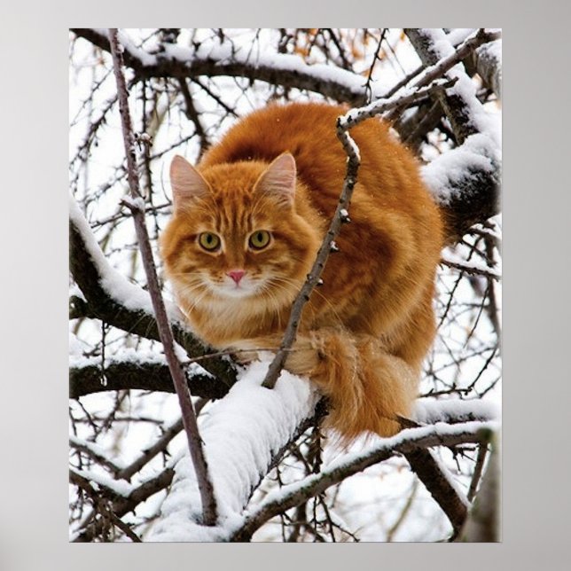 cats_and_snow_ (14) poster (Front)