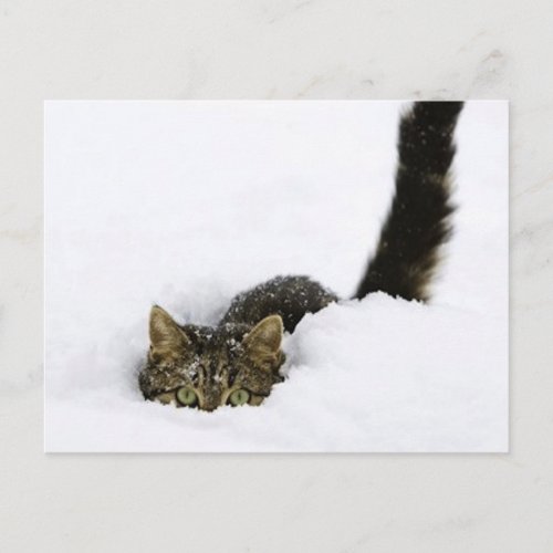 cats_and_snow_ 4 postcard