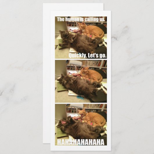 Cats are a-holes (Front/Back)