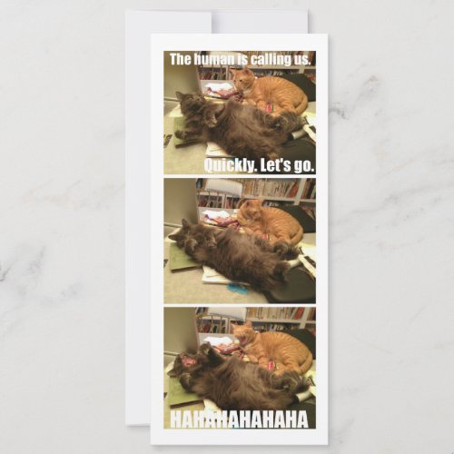 Cats are a-holes announcement