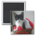 Cats Are For Life... Magnet at Zazzle