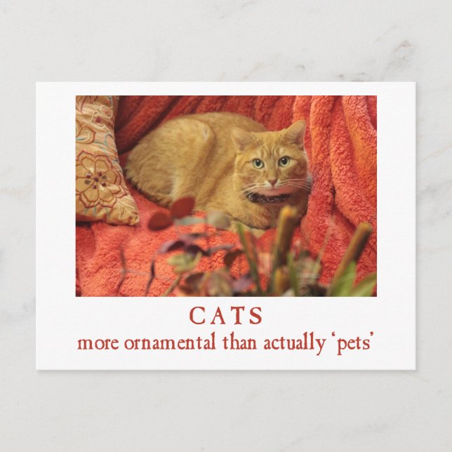 Cats are Ornamental Postcard (Front)