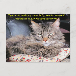 Cats Are Superior Meme Postcard