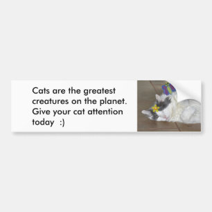 Cats are the greatest Bumper Sticker