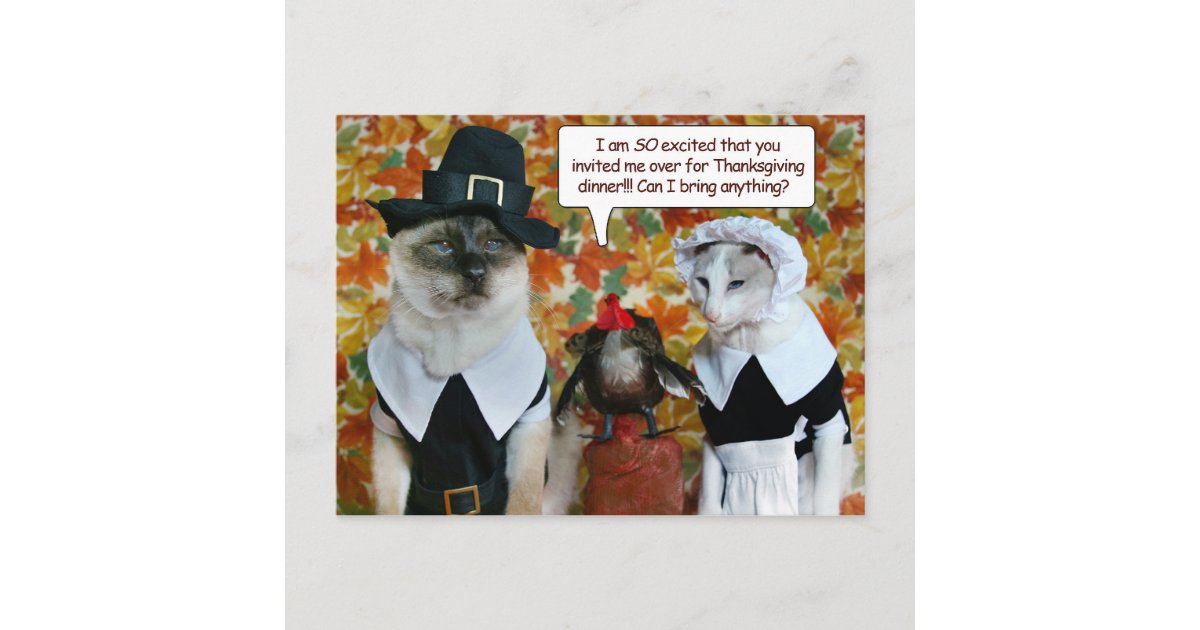 Buy Pilgrim Turkey Cat Collar Limited Edition Online