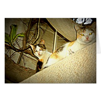 cats at twilight