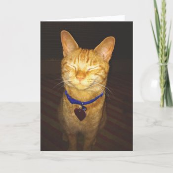 Cat's Birthday Wishes Greeting Card by TomR1953 at Zazzle