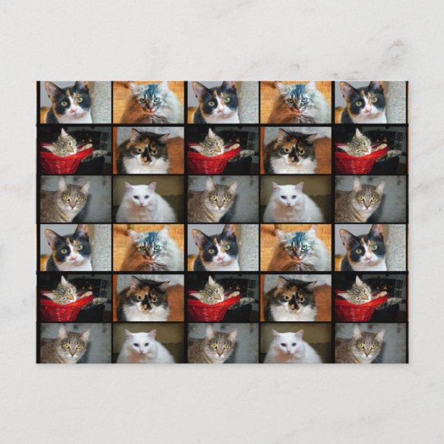 Cats Cats Cats Postcard (Front)