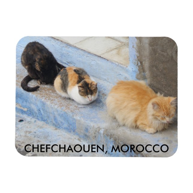 Cats, Chefchaouen, Morocco Magnet (Horizontal)