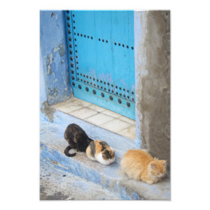 Cats, Chefchaouen, Morocco Photo Print