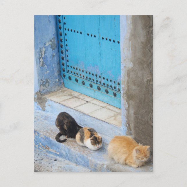 Cats, Chefchaouen, Morocco Postcard (Front)