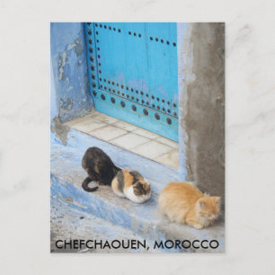 Cats, Chefchaouen, Morocco Postcard