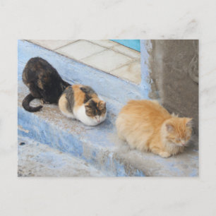 Cats, Chefchaouen, Morocco Postcard