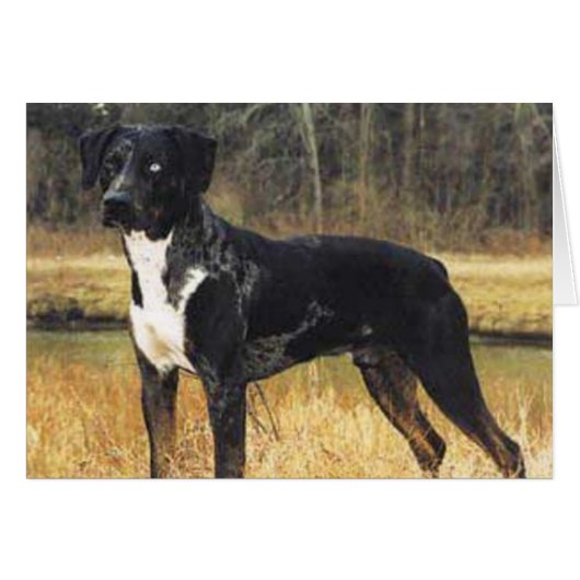 Cats Cradle Catahoula Cards (Front Horizontal)