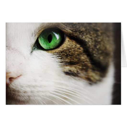 Cat's eye cards (Front Horizontal)