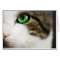 Cat's eye