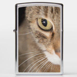 Cats Eye Photography Cat Closeup LIghter
