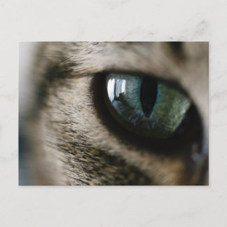 Cat's Eye Postcard