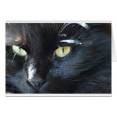 Cat's Eyeing You (Front Horizontal)