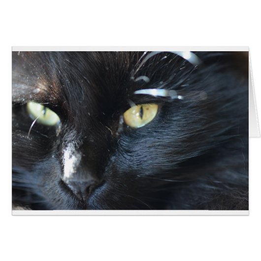 Cat's Eyeing You Cards (Front Horizontal)