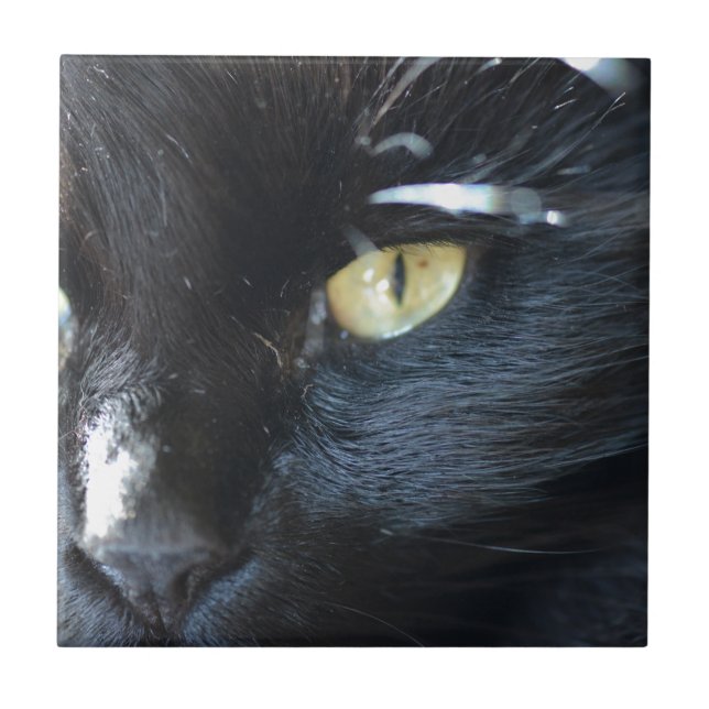 Cat's Eyeing You Tile (Front)