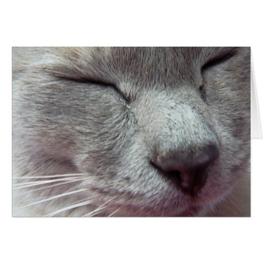 Cat's face (Front Horizontal)