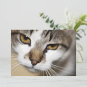 Cat's face (Standing Front)