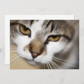 Cat's face (Front/Back)