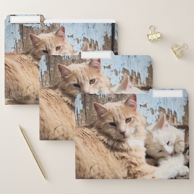 Cats File Folder (Set)