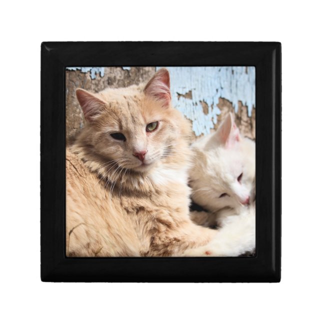 Cats   gift box (Front)