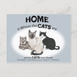 Cats Have Moved Postcard