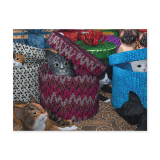 Cats In Boxes Postcard
