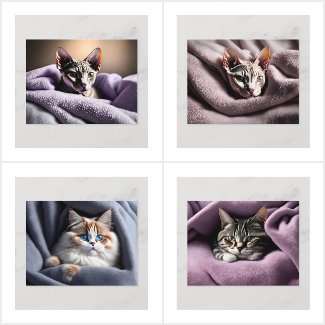 Cats in the blankets