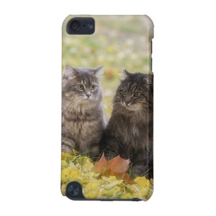 Cats iPod Touch (5th Generation) Case