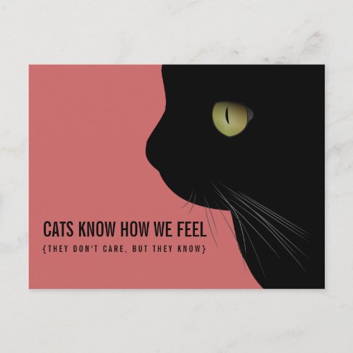 Cats Know How We Feel Funny Postcard