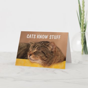 Cats Know Stuff Wisdom Get Well Card by Therupieshop at Zazzle