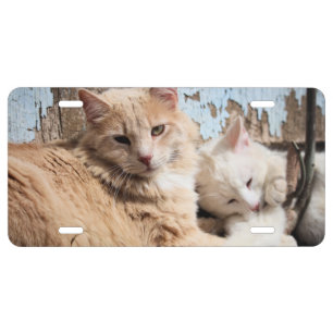 Cats License Plate