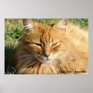 Cat's life - Amarillo Sleeping Poster