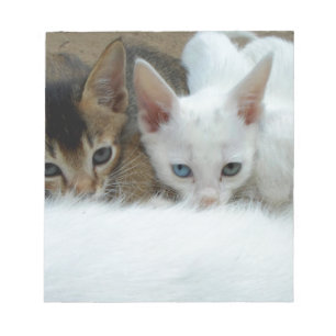 Cats looking cute notepad