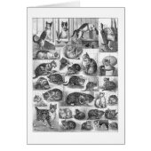 Cats, Louis Wain (Front)
