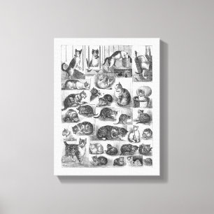Cats, Louis Wain Canvas Print