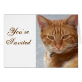 Cat's Lover_ (Front Horizontal)