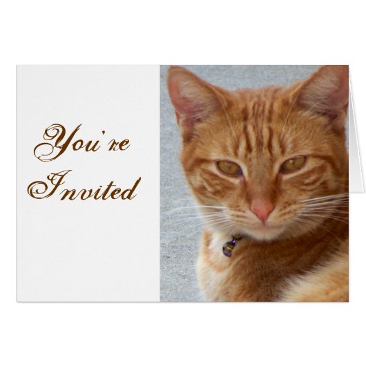 Cat's Lover_ Cards (Front Horizontal)